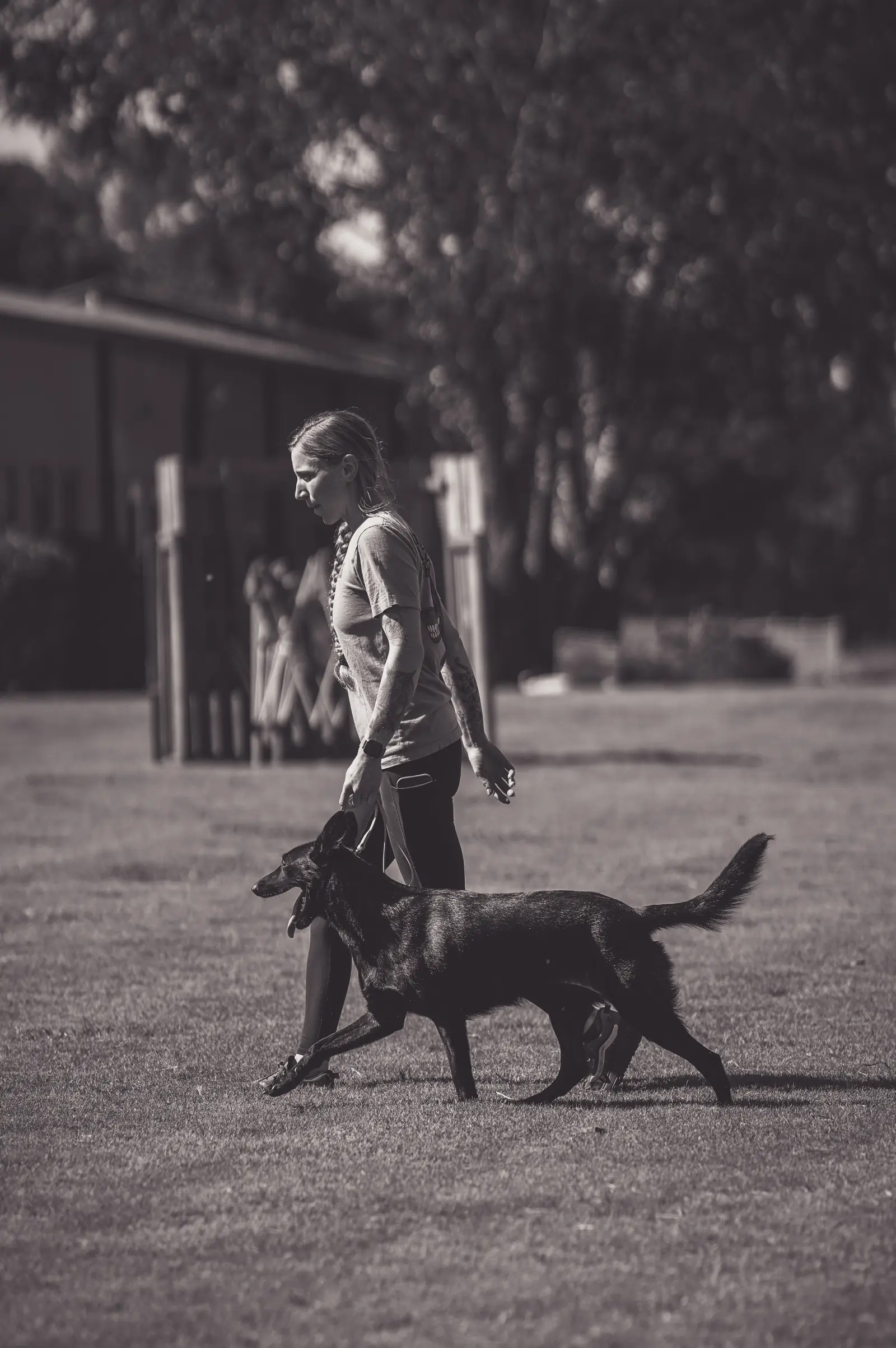 Pet transportation and local pet care support 10